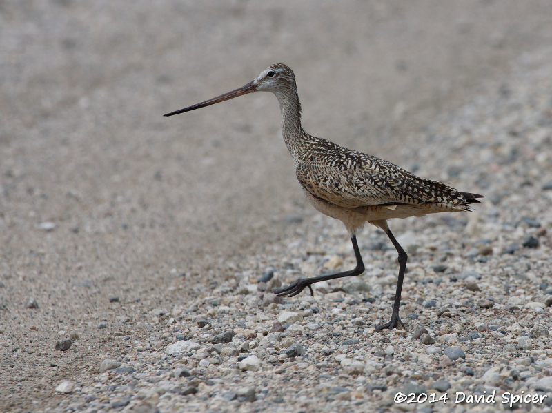 Marbled Godwit