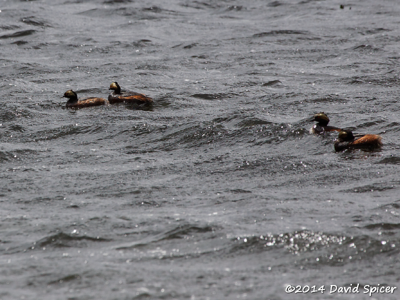 Horned Grebes