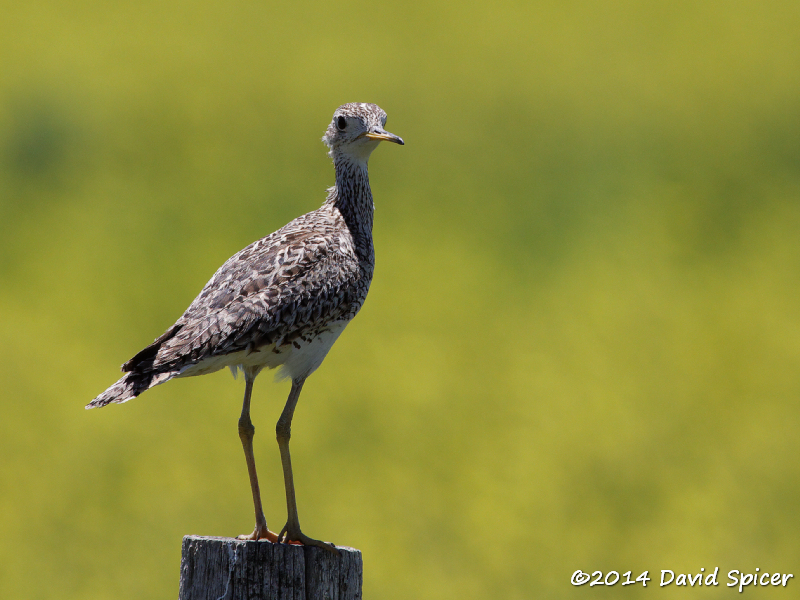Upland Sandpiper