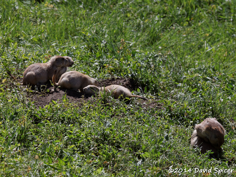 Black-tailed Prairie Dogs
