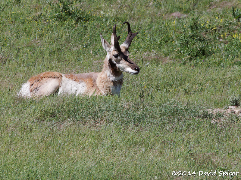 Pronghorn