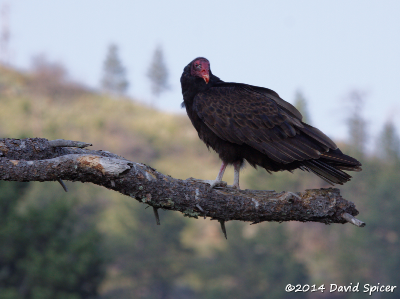 Turkey Vulture