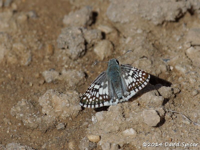 Common Checkered-Skipper