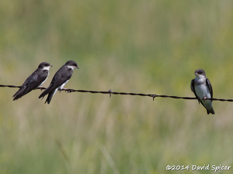 Bank Swallows