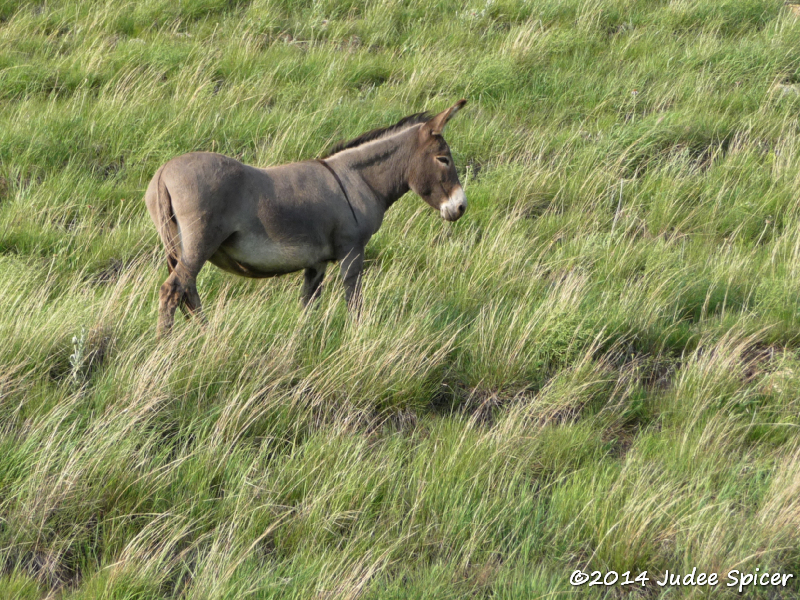 Burro