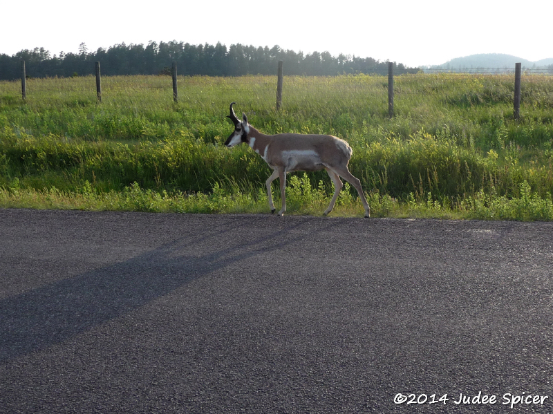 Pronghorn