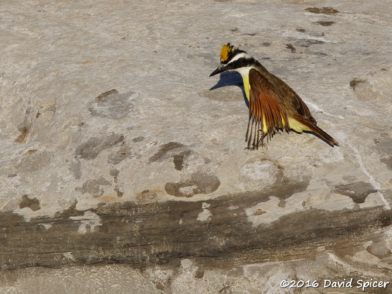 Great Kiskadee