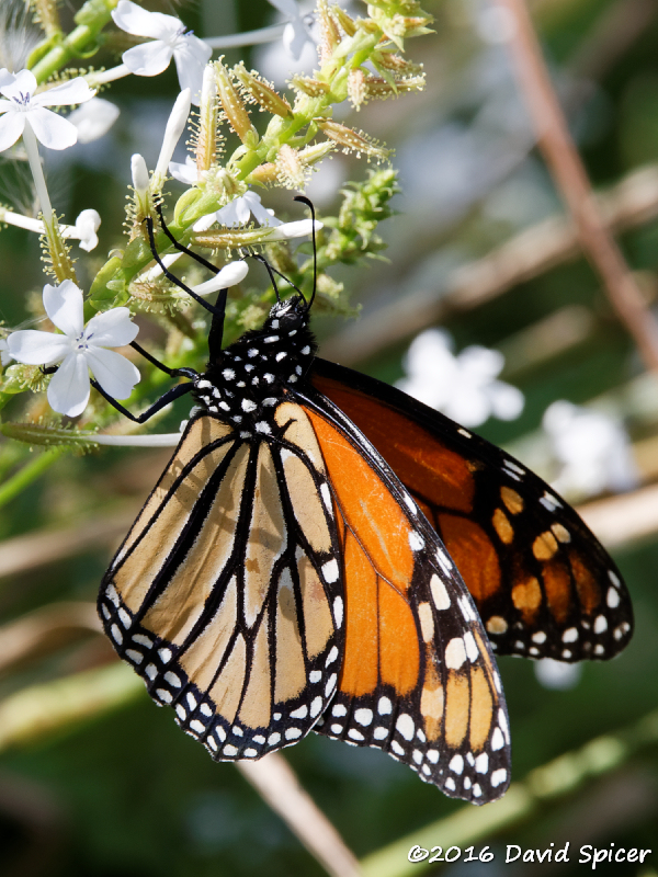 Monarch