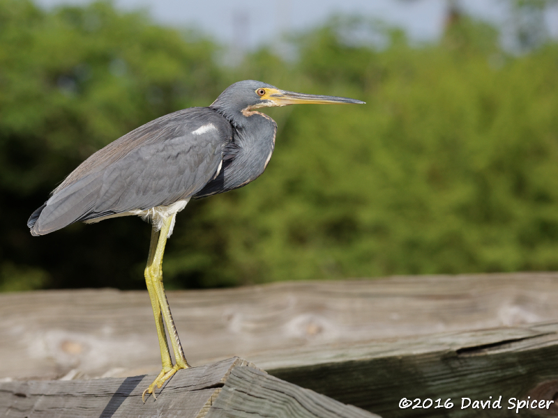 Tricolored Heron