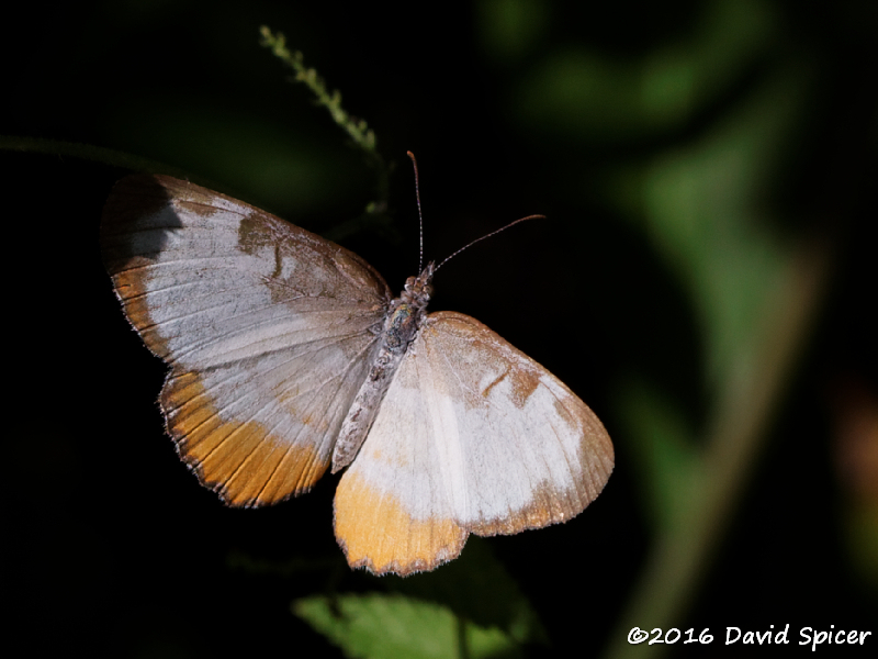 Common Mestra