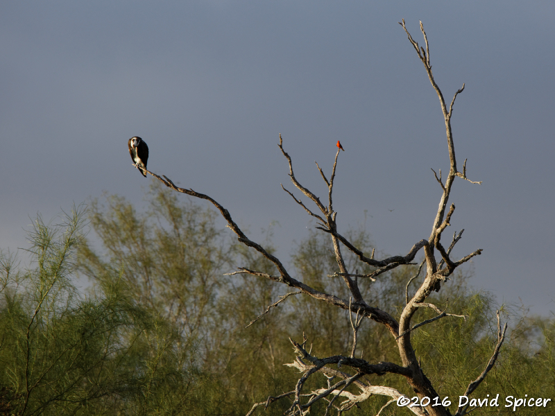 Osprey and Vermilion Flycatcher