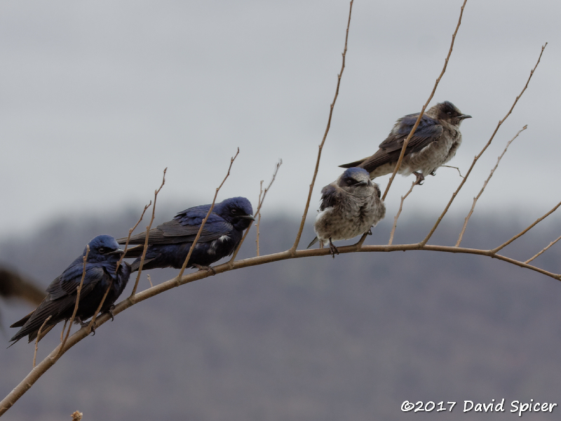 Purple Martins