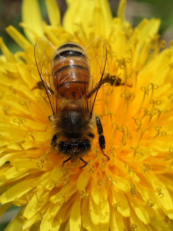 HoneyBee2.JPG