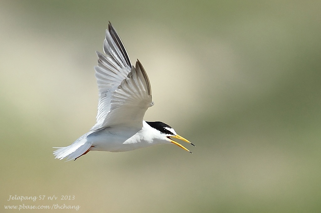 Little Tern