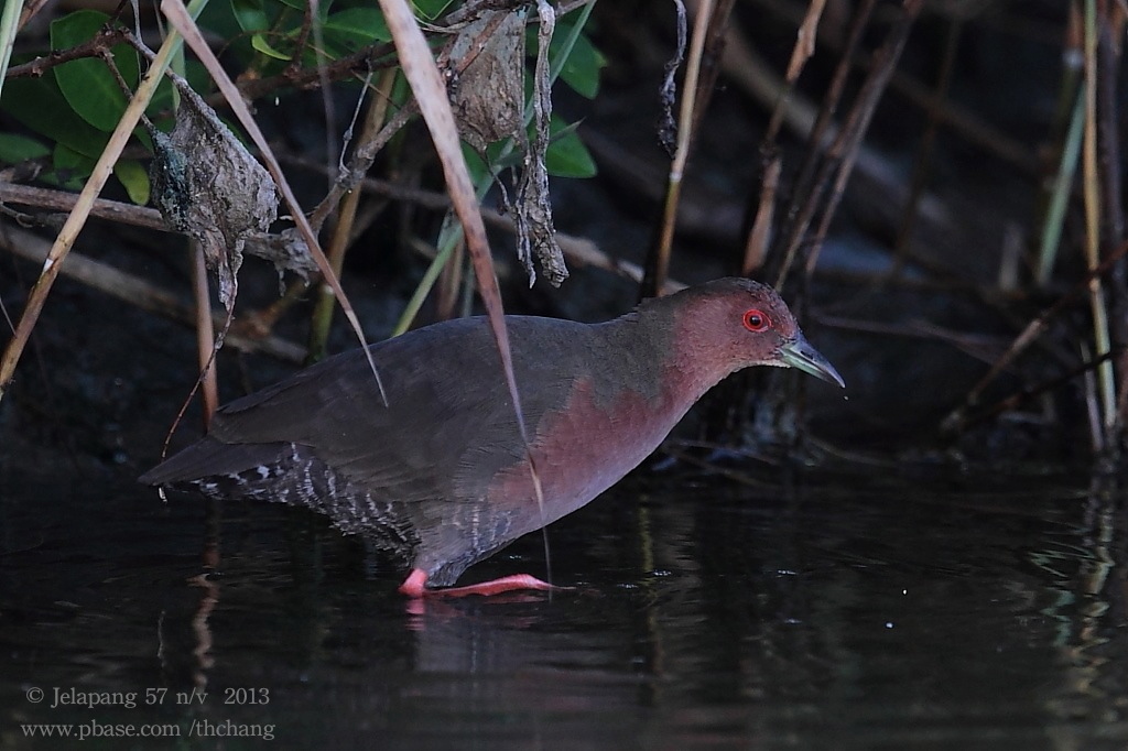 Ruddy-breasted Crake