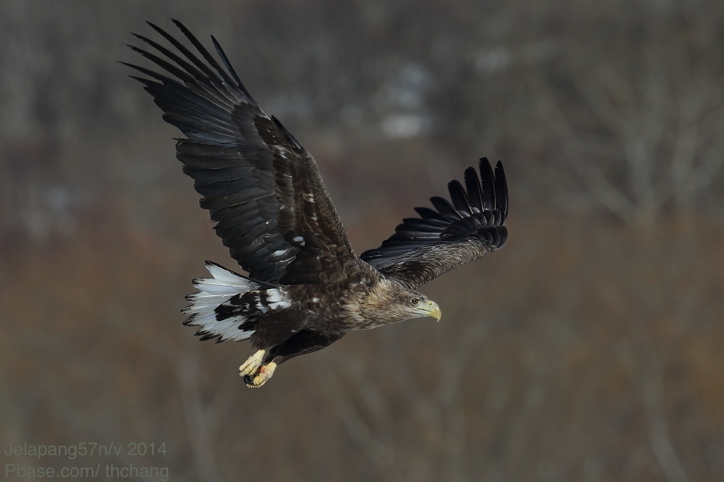 White-tailed sea eagle