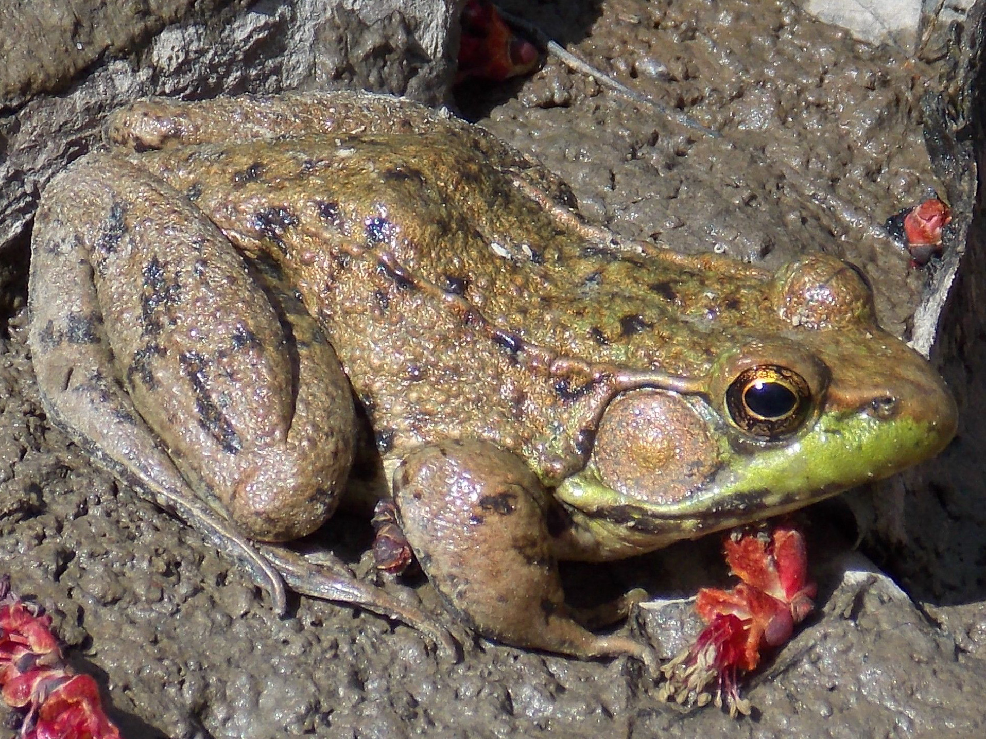 Lithobates clamitans - Green Frog