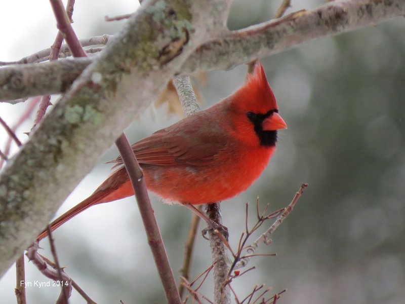 Northern Cardinal
