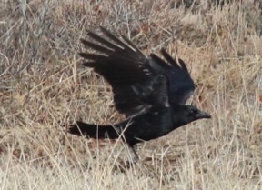 Common raven