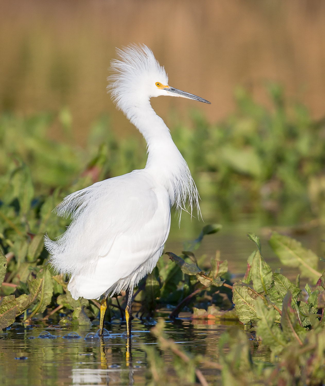 Snowy Egret