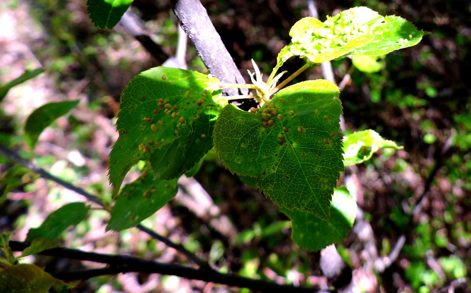 Leaf galls on Quaking Aspen May 17th 20014