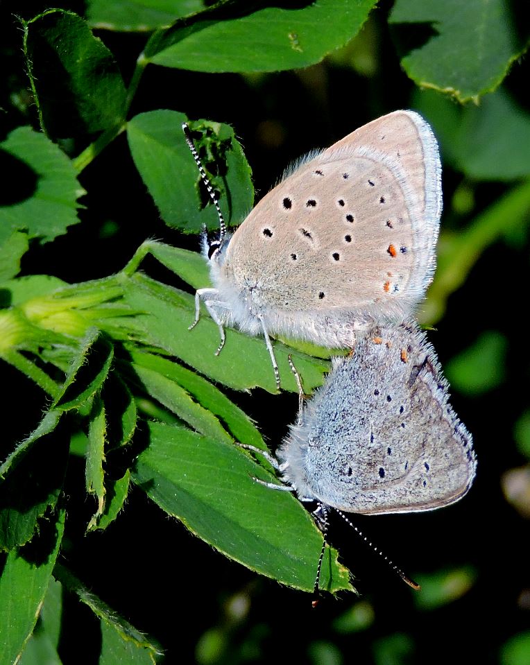 Unidentified blue butterflies mating June 7th 2015