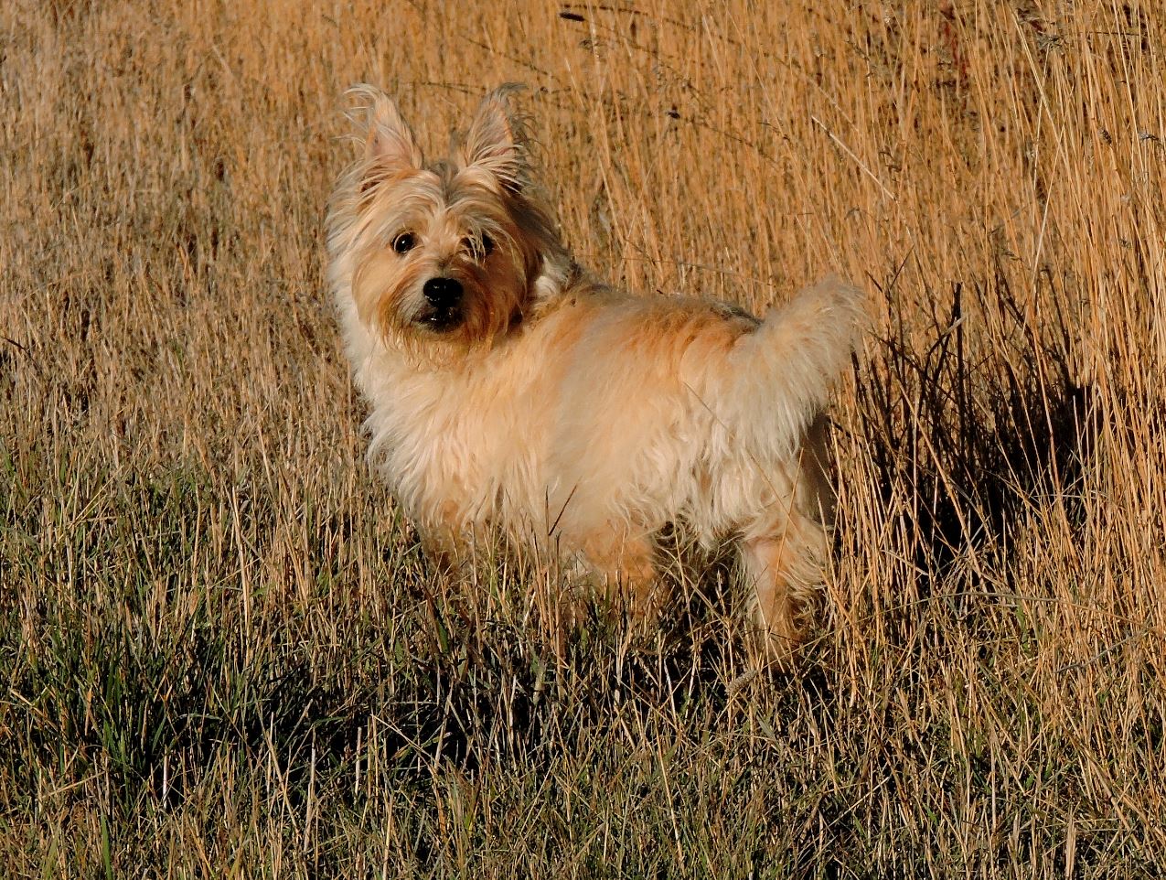 Raffles in the Fall grass October 25th 2015