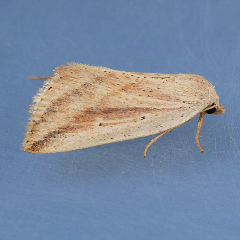9818  Feeble Grass Moth - Amolita fessa
