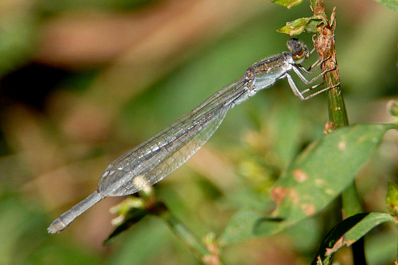 Possibly an older female Citrine Forktail