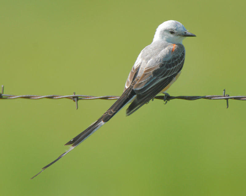 Scissor-tailed Flycatcher - Lions Club photo contest