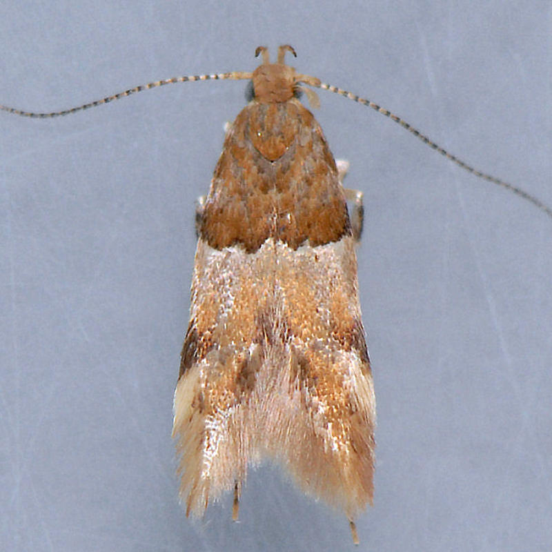 1722 Theisoa constrictella