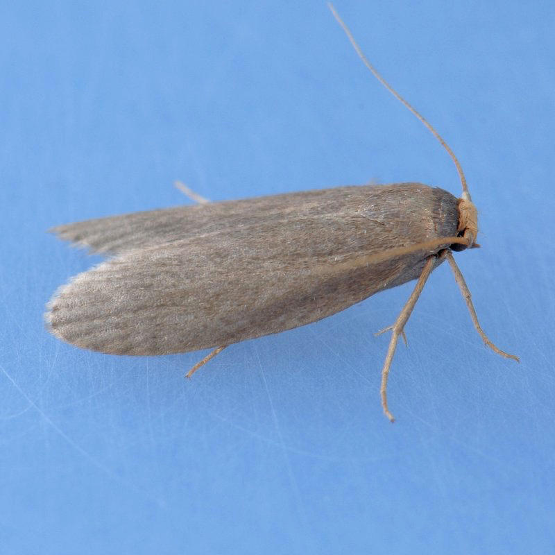 5623 Lesser Wax Moth  Achroia grisella
