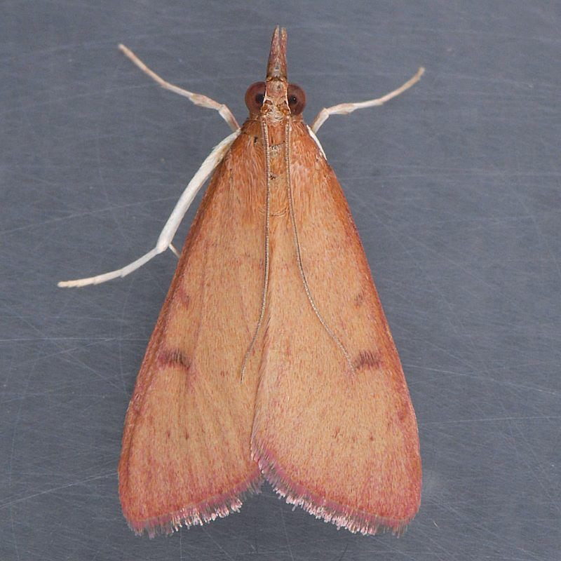 4992 Genista Broom Moth - Uresiphita reversalis