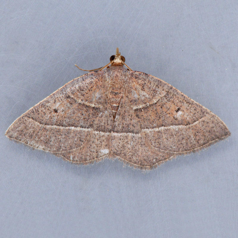 6714   Episemasia cervinaria - Fawn Ruddy Moth