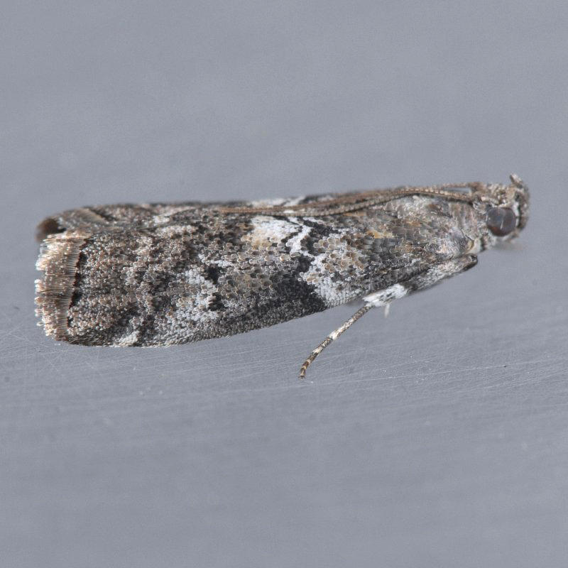 5773.1  Salebriaria roseopunctella