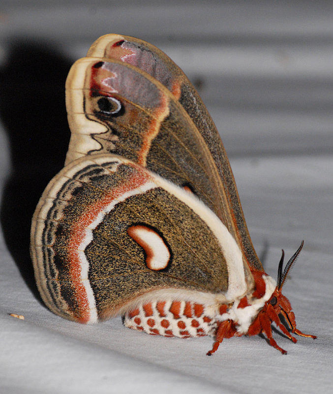 7767  Cecropia Moth  Hyalophora cecropia