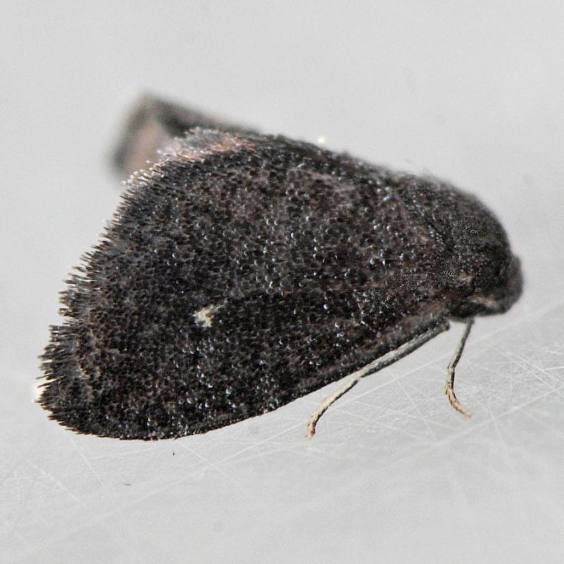 4701 Planthopper Parasite - Fulgoraecia exigua