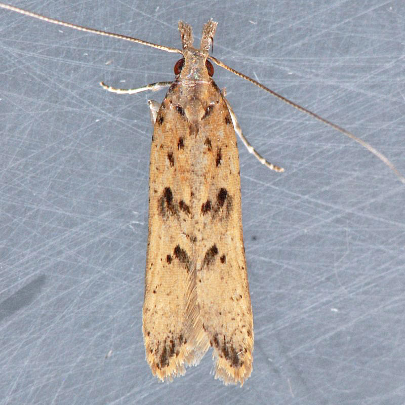 2281  Palmerworm Moth - Dichomeris ligulella