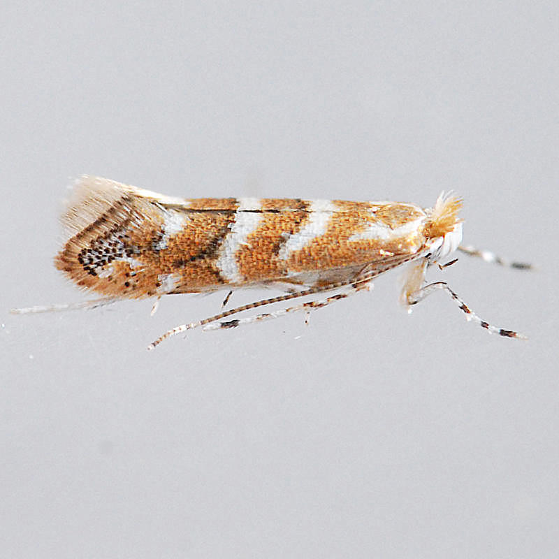 811 Pecan Leafminer Moth - Cameraria caryaefoliella