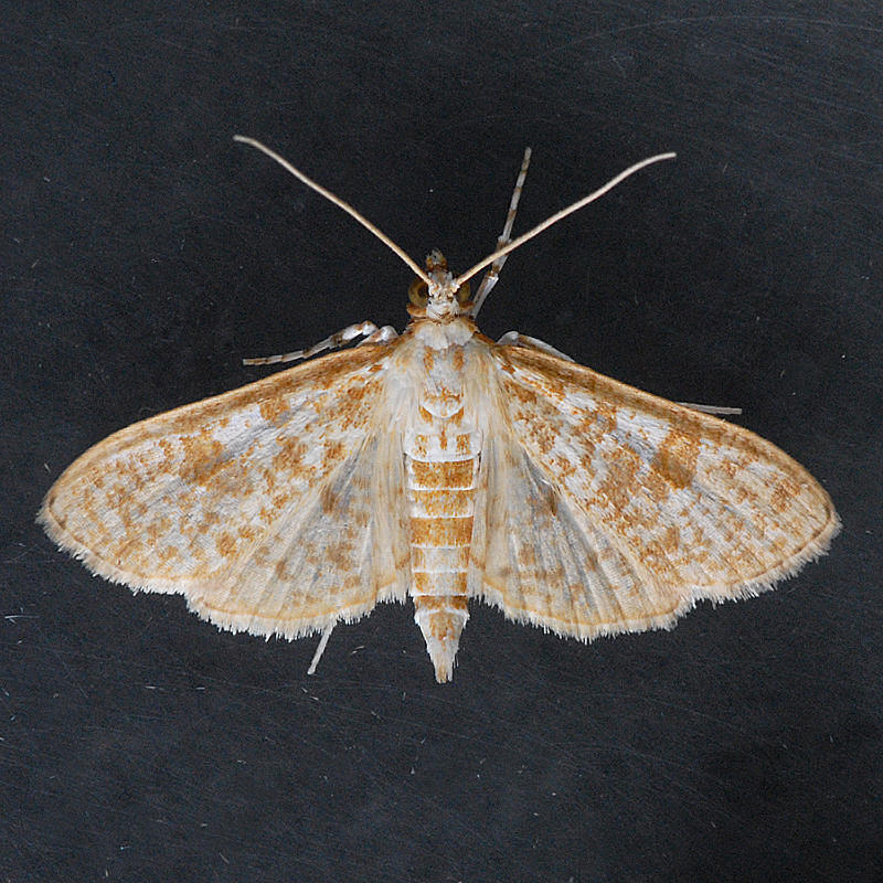 5223  Palpita freemanalis