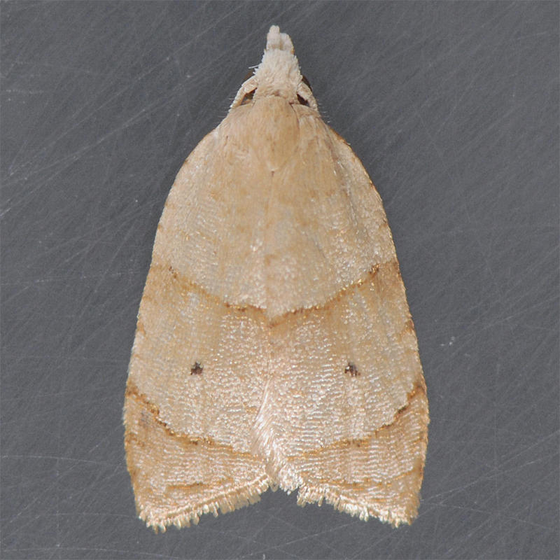 3747 The Batman - Coelostathma discopunctana