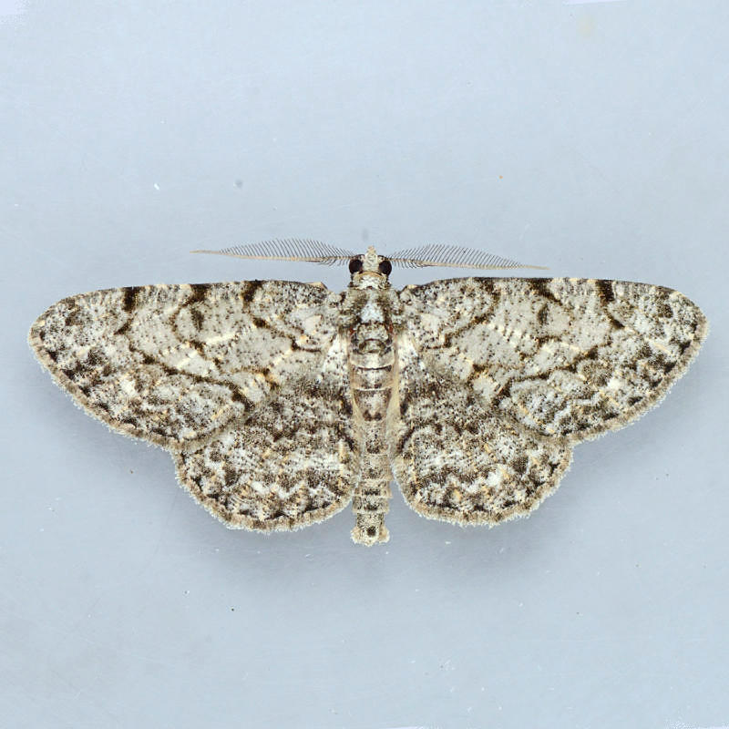 6439 Umber Moth - Hypomecis umbrosaria