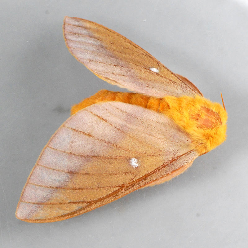 7720  Peiglers Oakworm Moth - Anisota peigleri