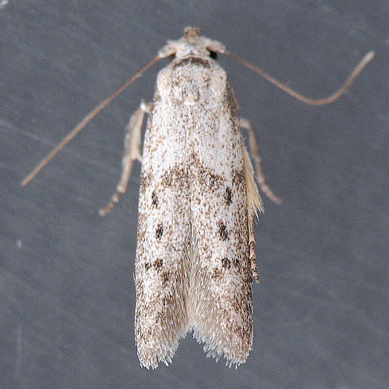 1208  Hypatopa punctiferella