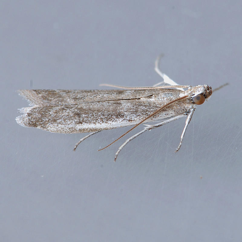 5935 Homoeosoma electellum - American Sunflower Moth