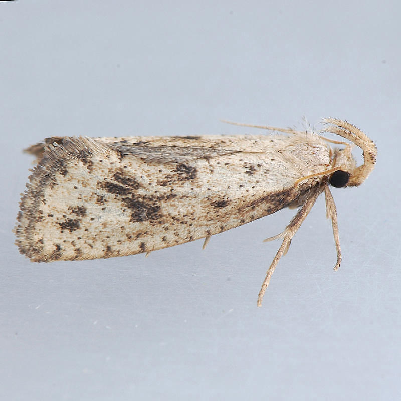 366  Acrolophus mortipennella