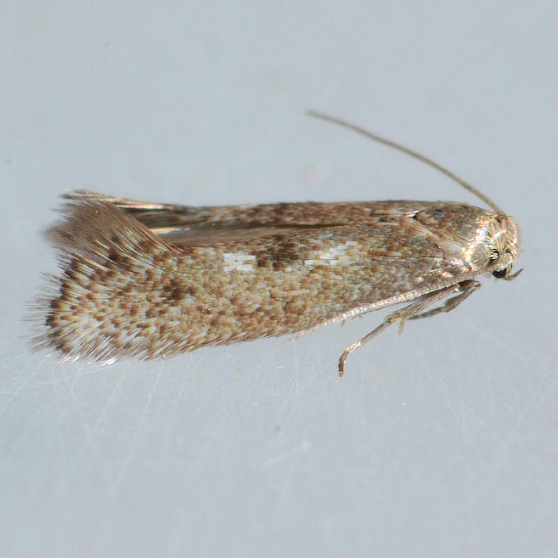 1077 Perittia cygnodiella