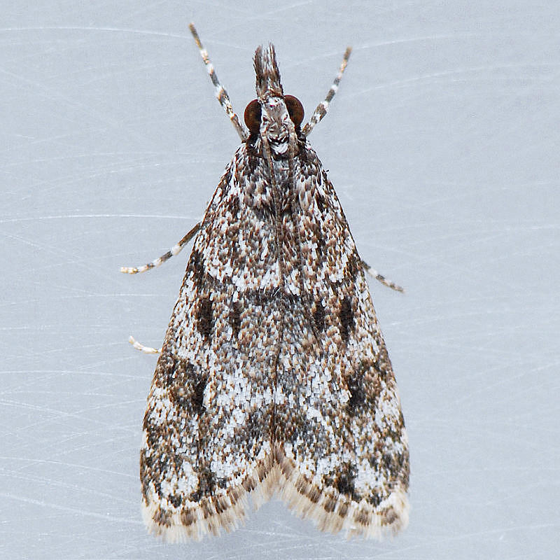 4739  Eudonia heterosalis