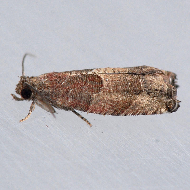 3240  Spruce Bud Moth - Zeiraphera canadensis