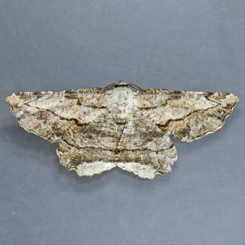6722 Lytrosis heitzmanorum